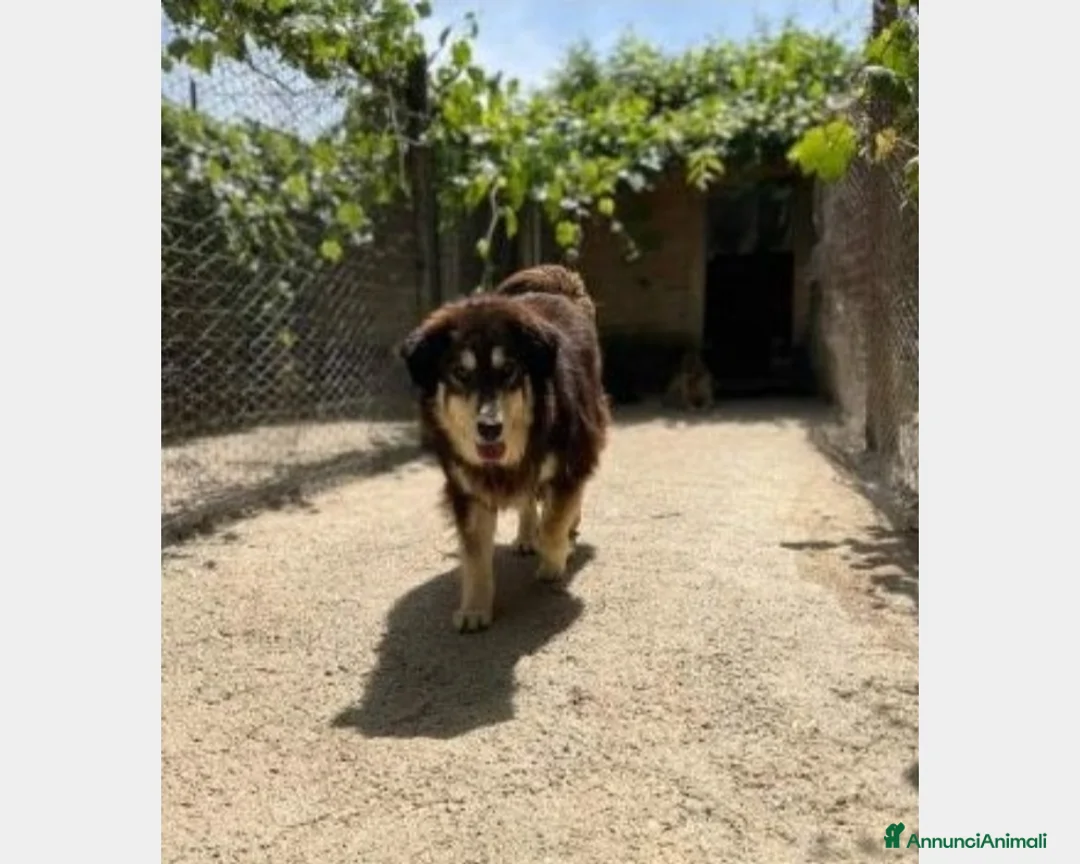 Meticcio cani in regalo: Lady 4anni pelo lungo da 1lager a Roma in stallo a Milano - Annuncio 4