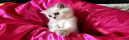 British gatti in vendita: British stupenda con KIT REGALO - Annuncio 5