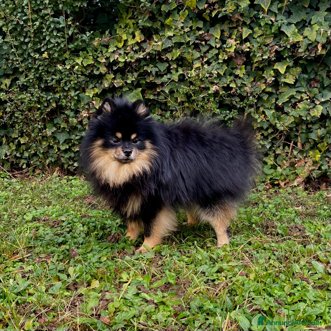 Spitz cani per accoppiamento:  SPITZ DI POMERANIA MASCHIO PER MONTA  - Annuncio 5
