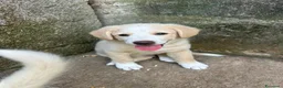 Meticcio cani in regalo: Elio aspetta la sua famiglia ❤️ a Città Metropolitana di Bologna - Annuncio 3