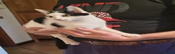 Europeo gatti in regalo: gattino maschio - Annuncio 3
