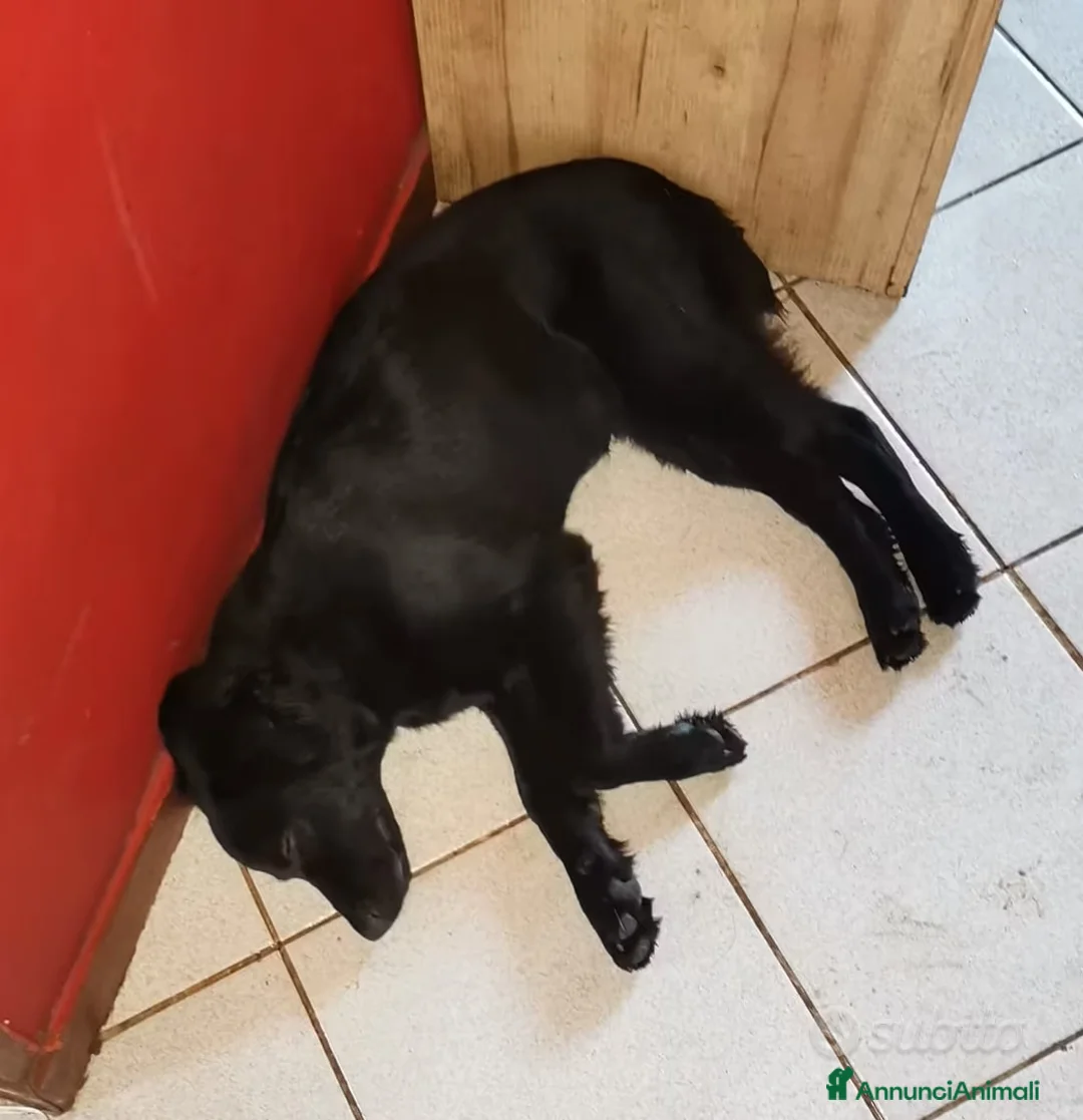 Meticcio cani in regalo: REGALASI Meticci - Annuncio 4