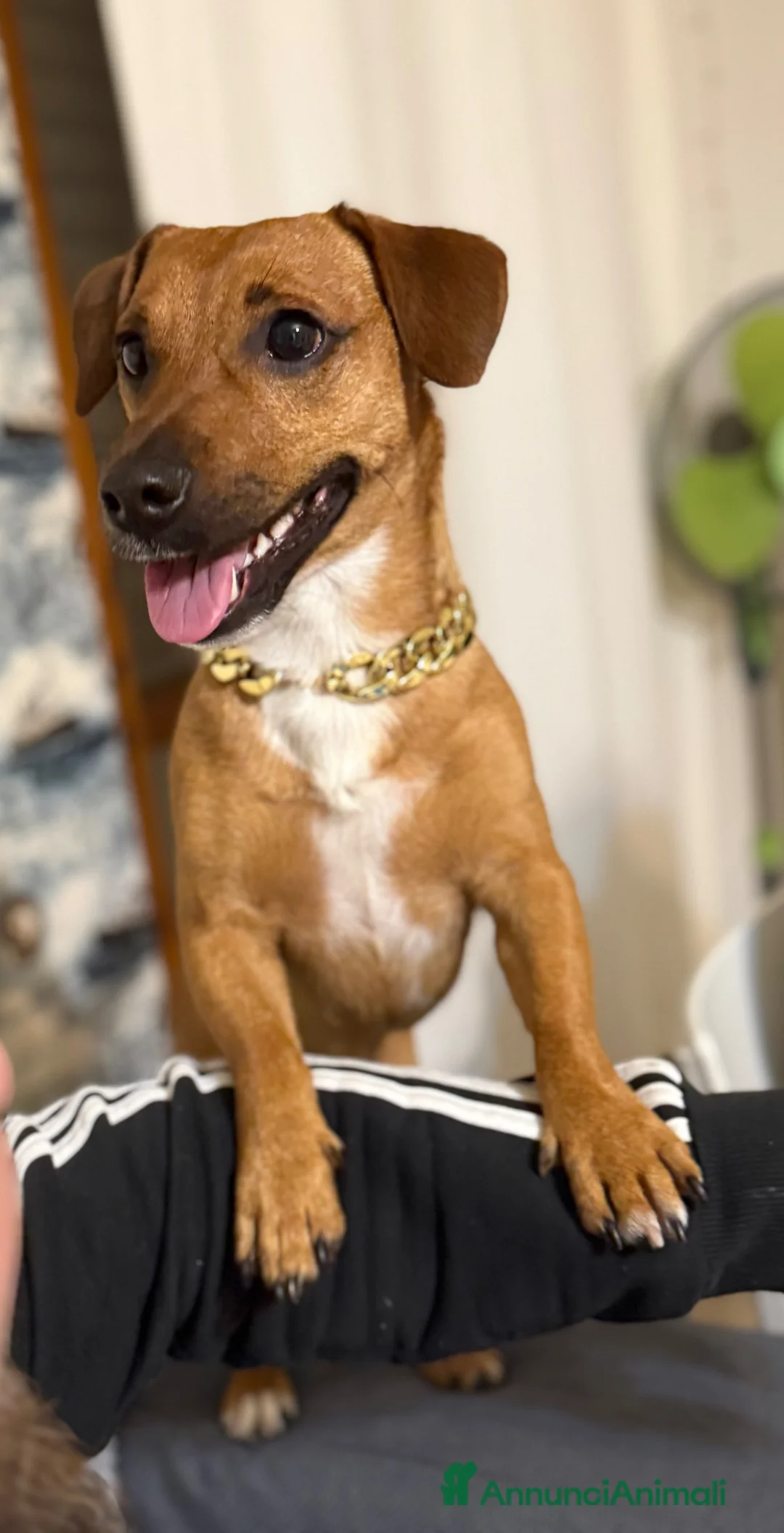 Meticcio cani per accoppiamento: Eric cerca fidanzata!!! - Annuncio 2