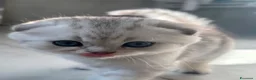 Scottish gatti in vendita: Bellissimi cuccioli di scottish straight/fold - Annuncio 22