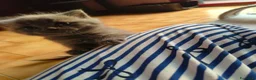 Scottish gatti in vendita: Scottish fold e straight  - Annuncio 5