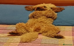 Barboncino cani per accoppiamento: GentilCane cerca Fidanzata - Immagine 2