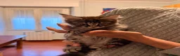 Maine Coon gatti in vendita: Cuccioli di Maine Coon  - Annuncio 6