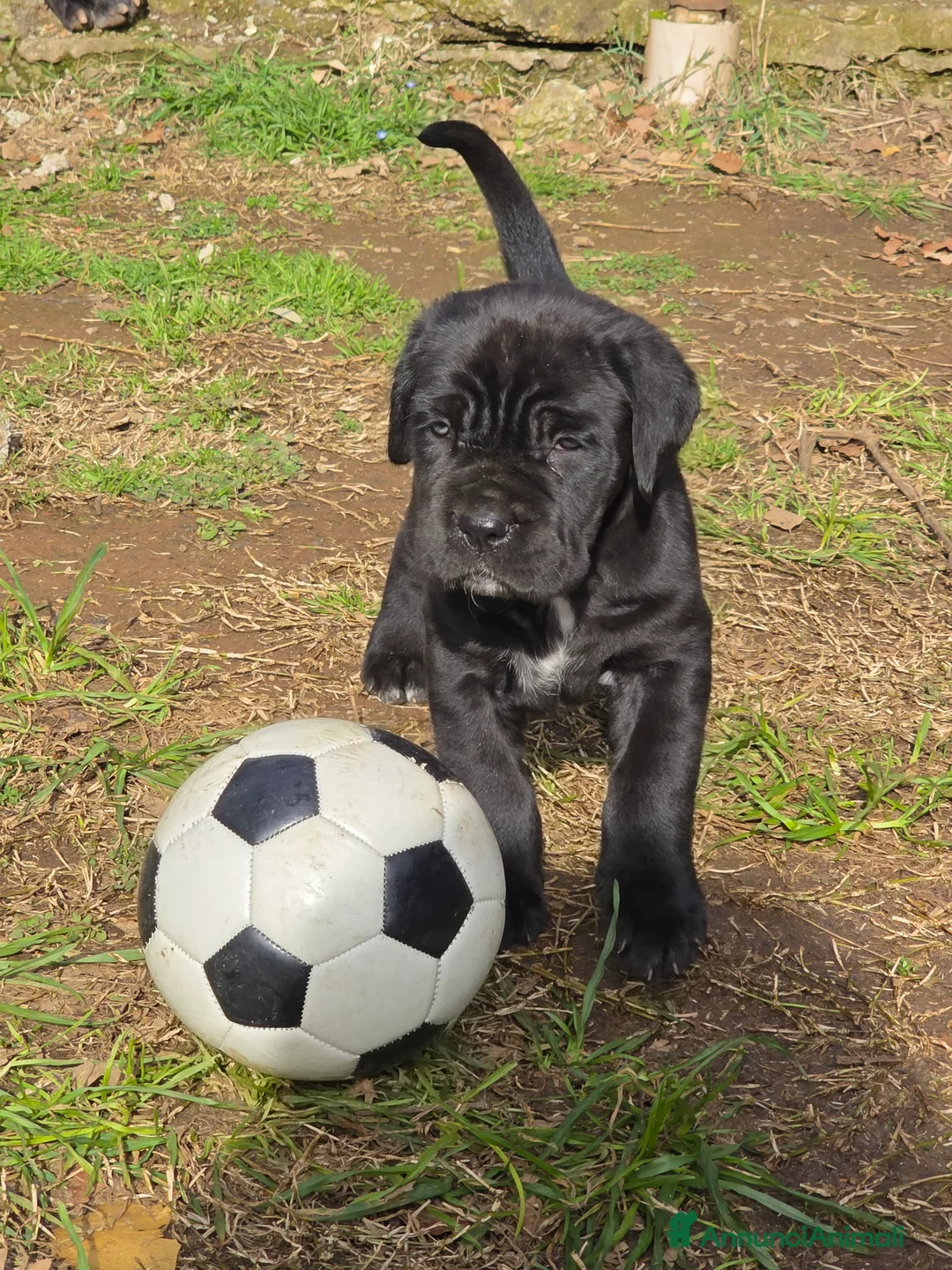 Mastino Napoletano cani in vendita: Cuccioli di Mastino Napoletano - Annuncio 7