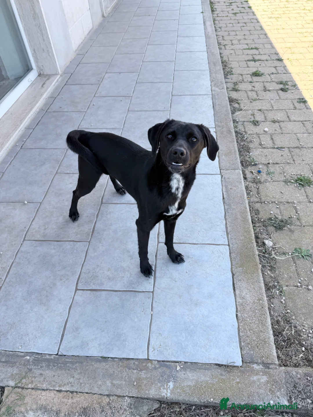 Meticcio cani in regalo: Jamie - Annuncio 5