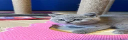 Scottish gatti in vendita: Cuccioli Scottish - Annuncio 1