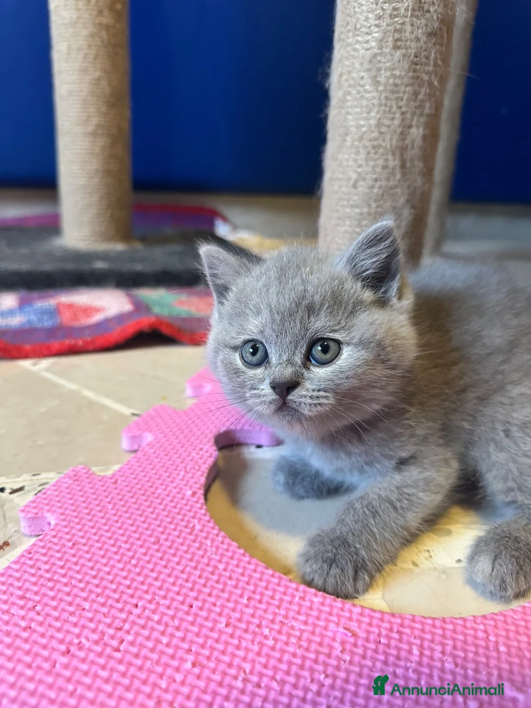 Scottish gatti in vendita: Cuccioli Scottish - Annuncio 1