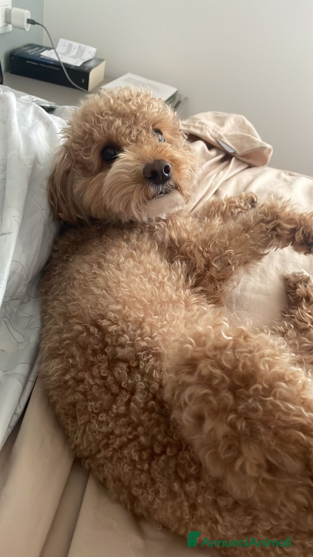 Barboncino Toy cani per accoppiamento: Cercasi barboncina toy/ mini per accoppiamento - Annuncio 3