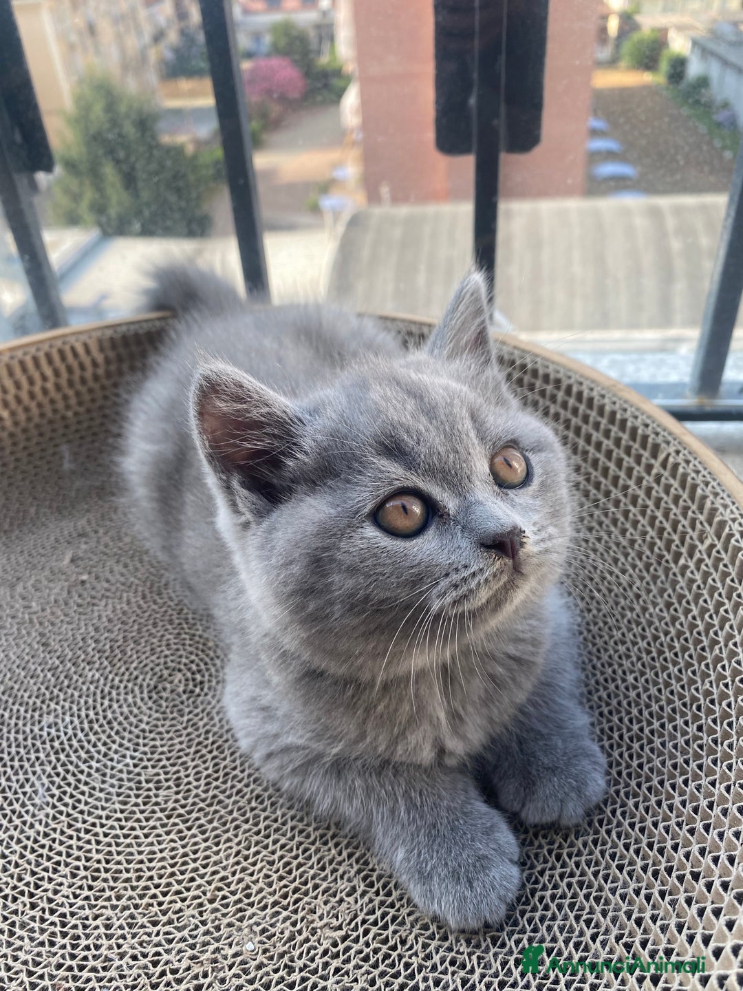 Scottish gatti in vendita: Cuccioli scottish a Città Metropolitana di Torino - Immagine 3