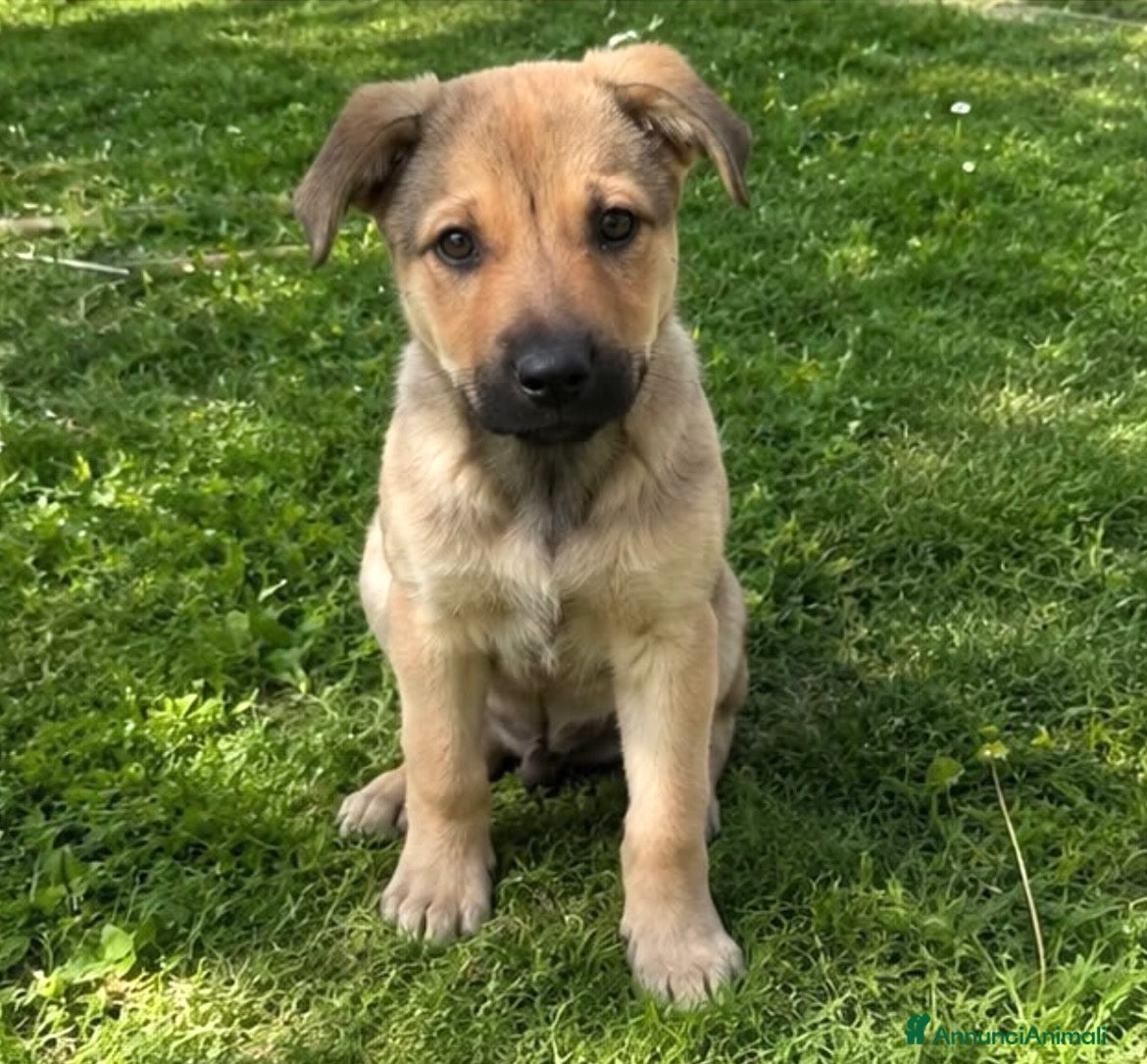 Meticcio cani Cucciola 4 mesi taglia medio piccola - Annuncio 25