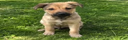 Meticcio cani in regalo: Cucciola 4 mesi taglia medio piccola a Città Metropolitana di Torino - Annuncio 1