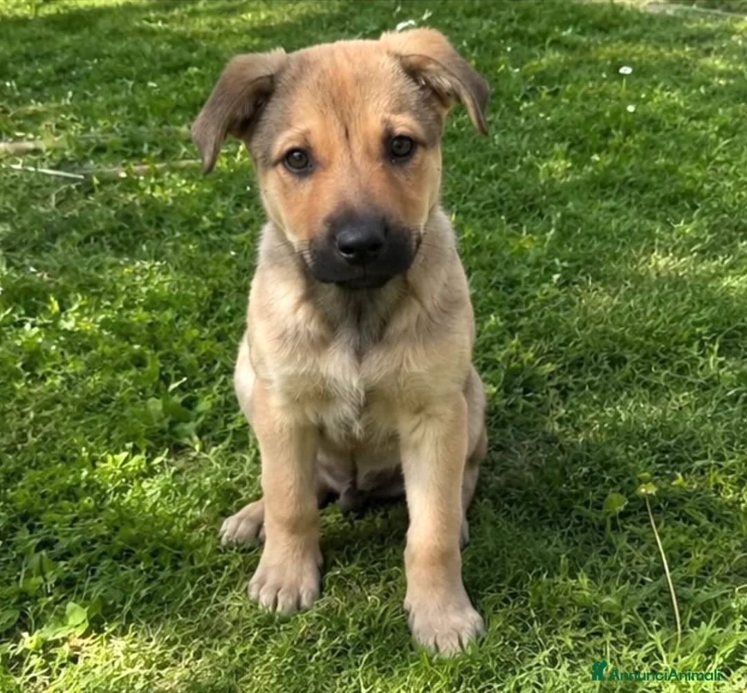 Meticcio cani in regalo: Cucciola 4 mesi taglia medio piccola a Città Metropolitana di Torino - Annuncio 1