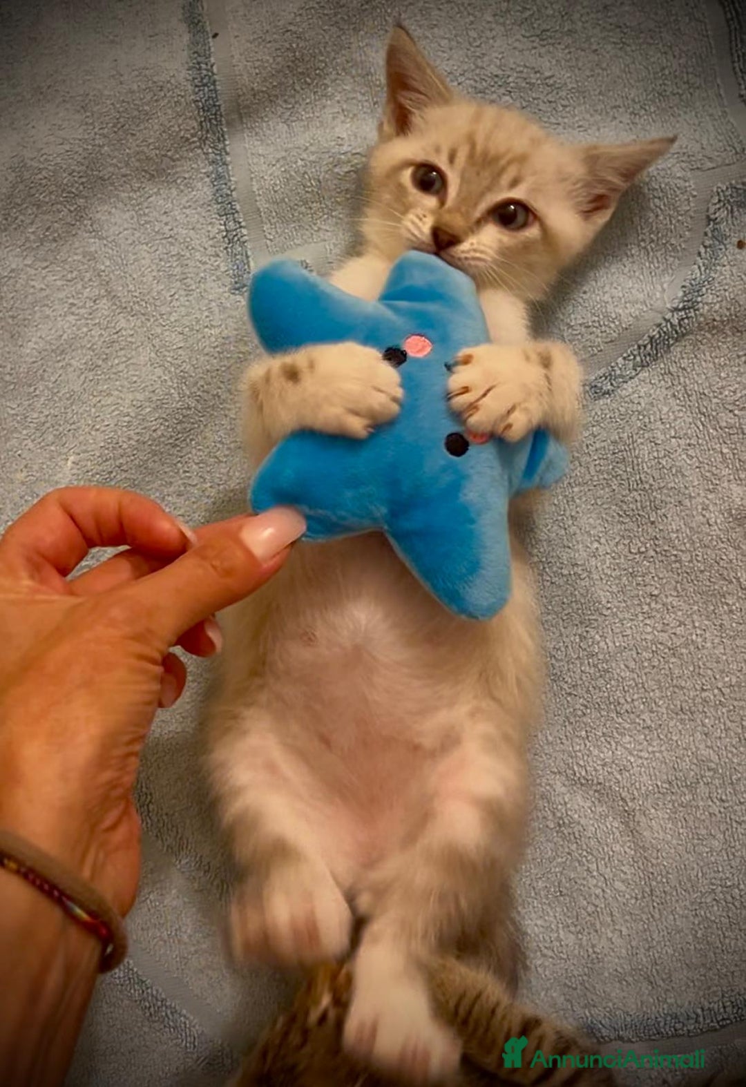 Siamese gatti in regalo: Gattino occhi azzurri incrocio siamese a Metropolitan City of Rome Capital - Immagine 5