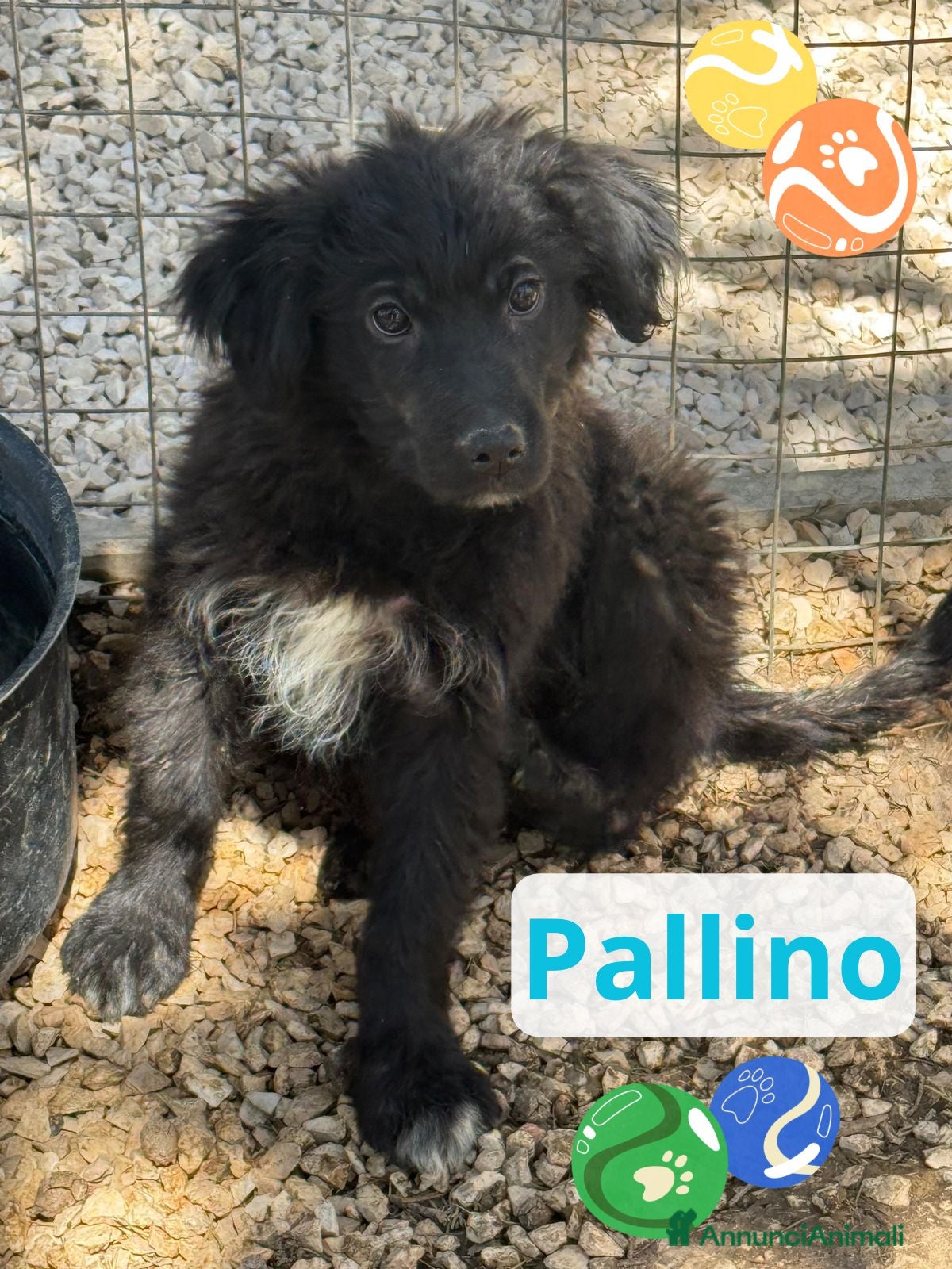 Meticcio cani Pallino  - Annuncio 38