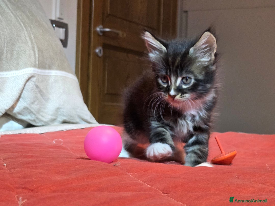 Maine Coon gatti in vendita: Vendo Cuccioli di Maine Coon - Annuncio 7