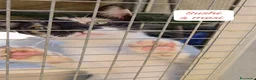 Altre razze gatti in regalo: Gattini destinati alla colonia  a Provincia di Ferrara - Annuncio 2