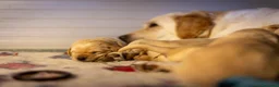 Labrador cani in vendita: Cuccioli di Labrador retriever disponibili a Provincia di Perugia - Annuncio 4