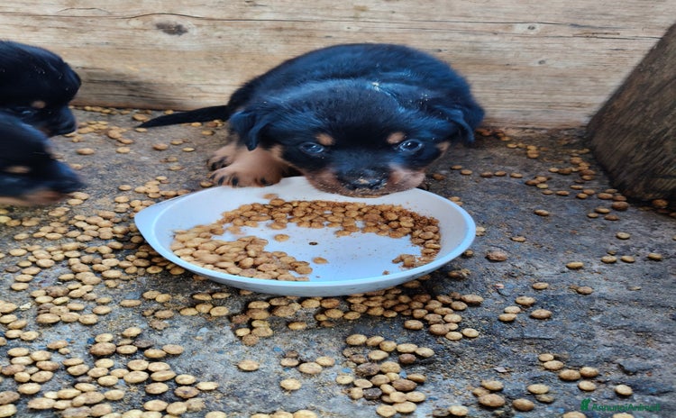 Rottweiler cani in vendita a Città Metropolitana di Genova - Annuncio 1