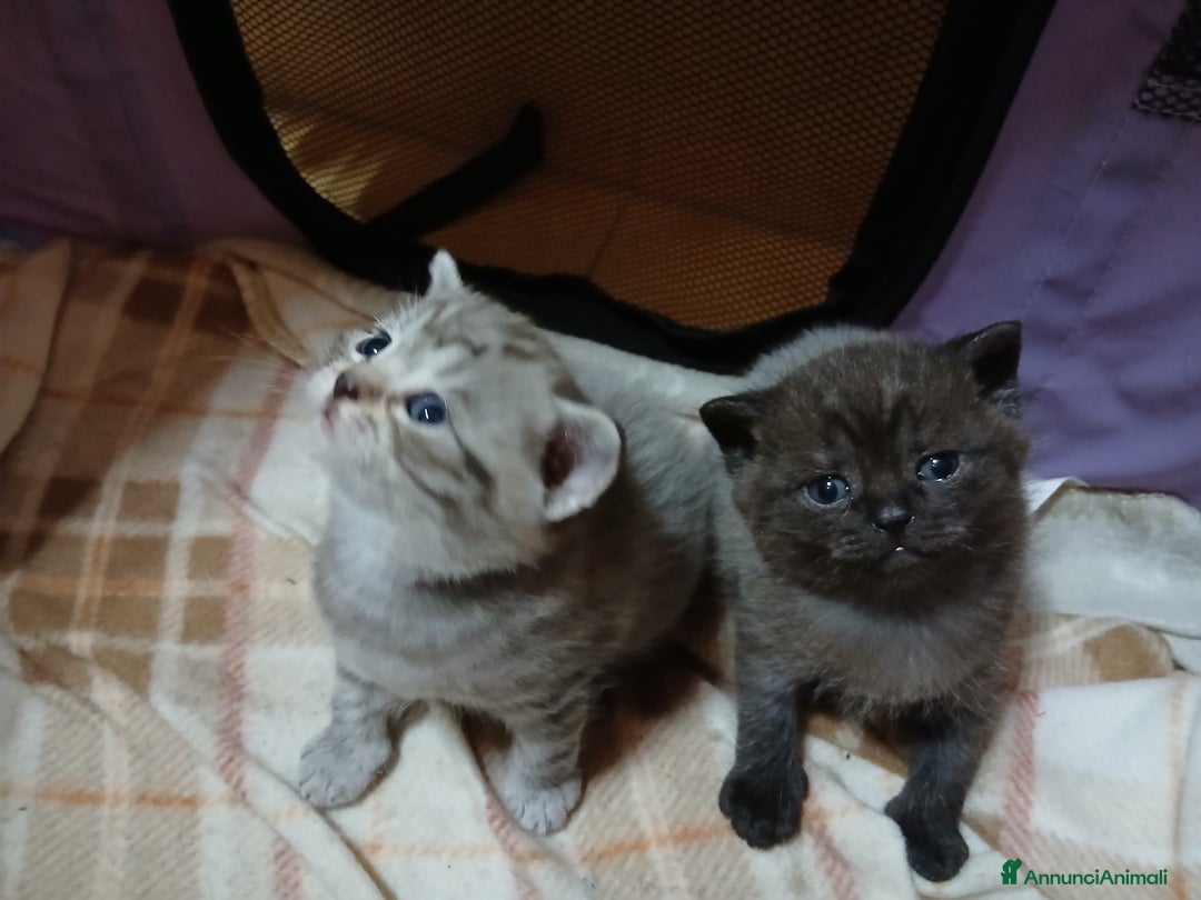 Scottish gatti in vendita: Cuccioli scottish straight - Annuncio 8