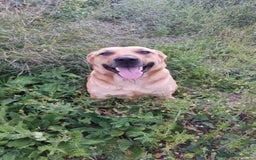 Meticcio cani in regalo: DOLCE IGOR a Città metropolitana di Catania - Immagine 2