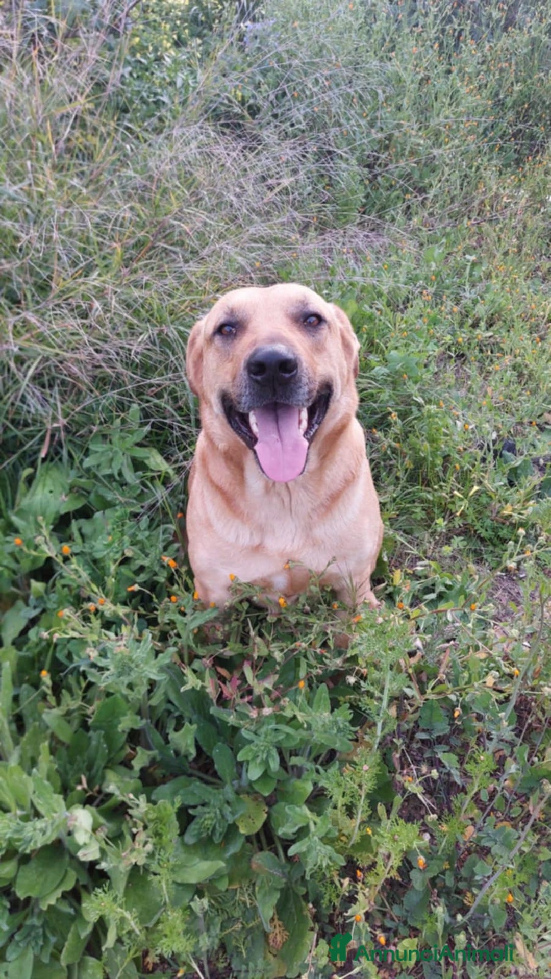 Meticcio cani in regalo: DOLCE IGOR a Città metropolitana di Catania - Immagine 2
