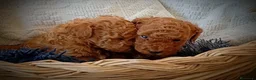 Barboncino Toy cani in vendita: Barboncini tipo Toy red - Annuncio 3