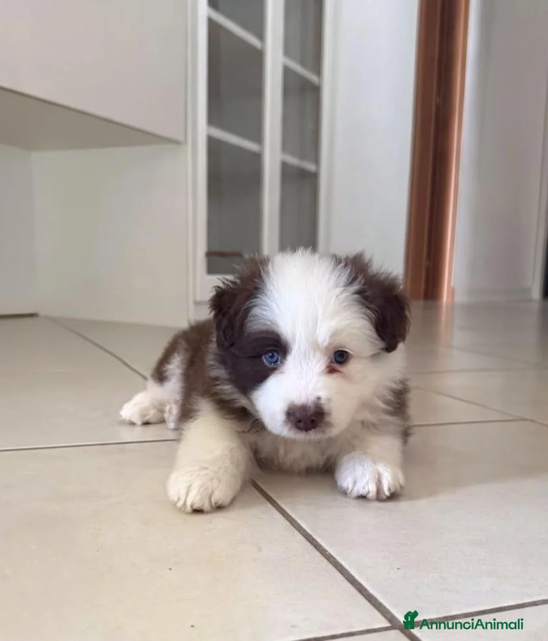 Border Collie cani in vendita: border collie a Città Metropolitana di Torino - Annuncio 2