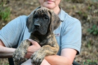 Alano cani Alano cuccioli  - Annuncio 35