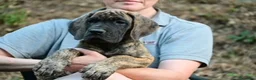 Alano cani in vendita: Alano cuccioli  - Annuncio 1