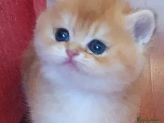 British gatti British Golden cuccioli a Provincia di Treviso - Annuncio 5