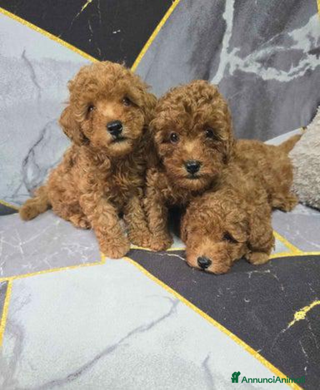 Barboncino Toy cani in vendita: Tre adorabili cuccioli di barboncino toy rossi - Annuncio 10