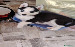 Husky cani in vendita: Cuccioli di huski  a Provincia di Padova - Immagine 7