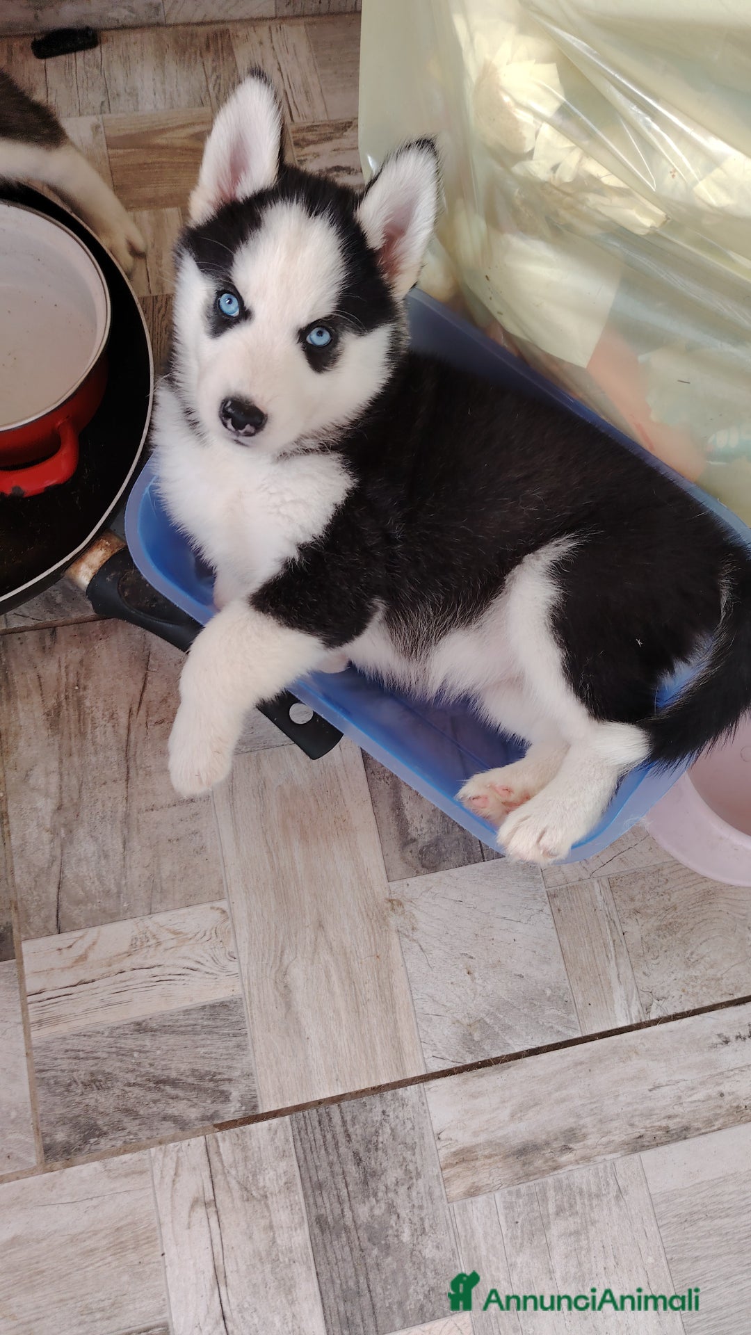 Husky cani in vendita: Cuccioli di huski  a Provincia di Padova - Immagine 7