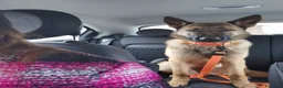 Pastore Belga cani in regalo: Regalo Sole - Annuncio 4