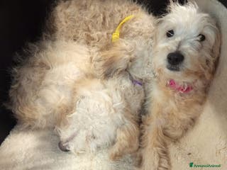 Meticcio cani Cuccioli barboncino mix 4 mesi - Annuncio 1