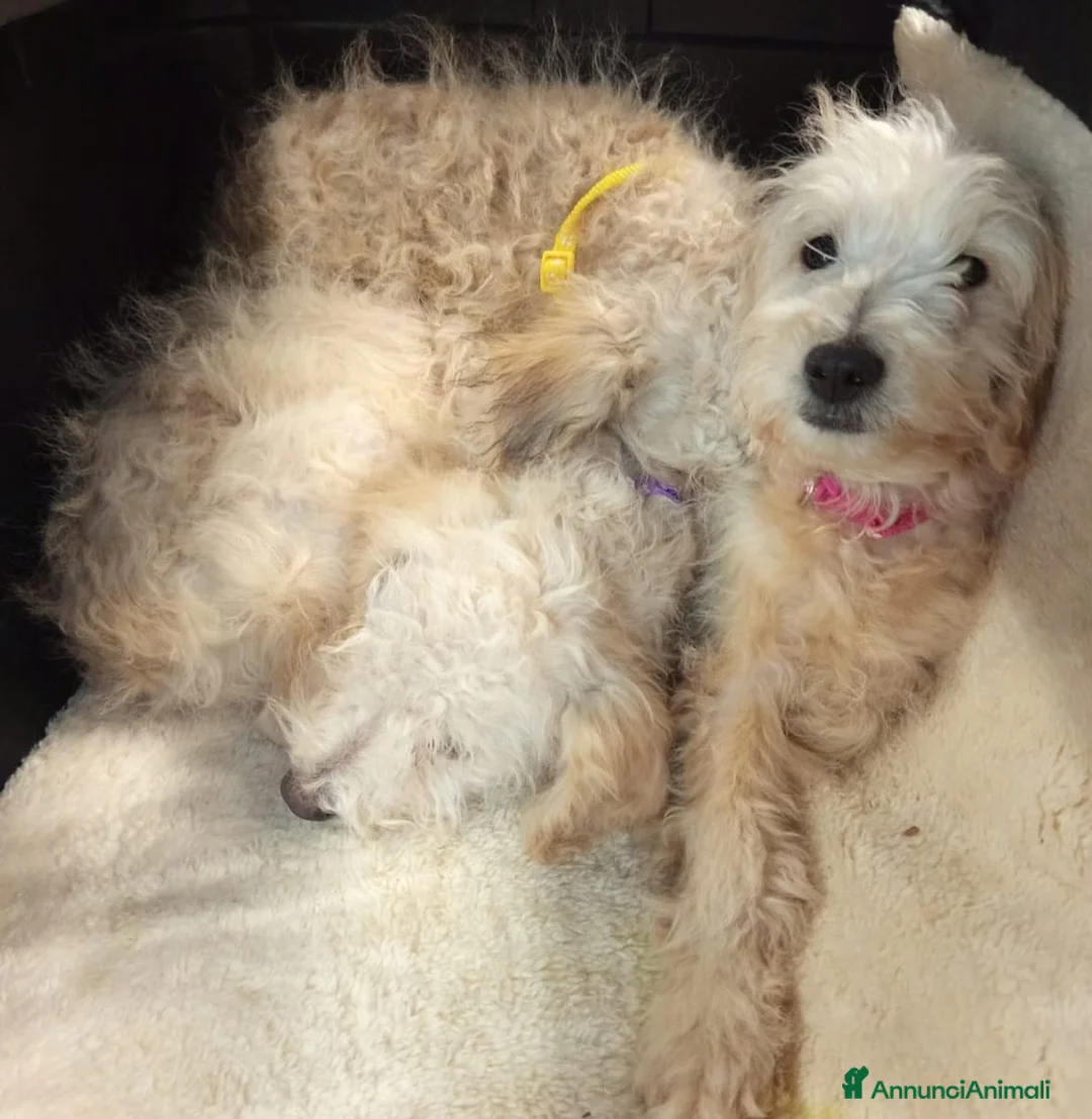 Meticcio cani in vendita: Cuccioli barboncino mix 4 mesi  - Annuncio 1