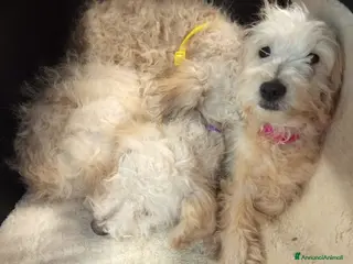 Meticcio cani Cuccioli barboncino mix 4 mesi - Annuncio 9