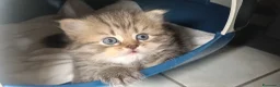 Persiano gatti in vendita:  Persiano CHINCHILLA' white e Golden tabby  - Annuncio 10