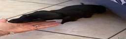 Bassotto cani in vendita: Bassotto nano - Annuncio 5