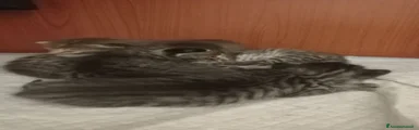 Bengala 5