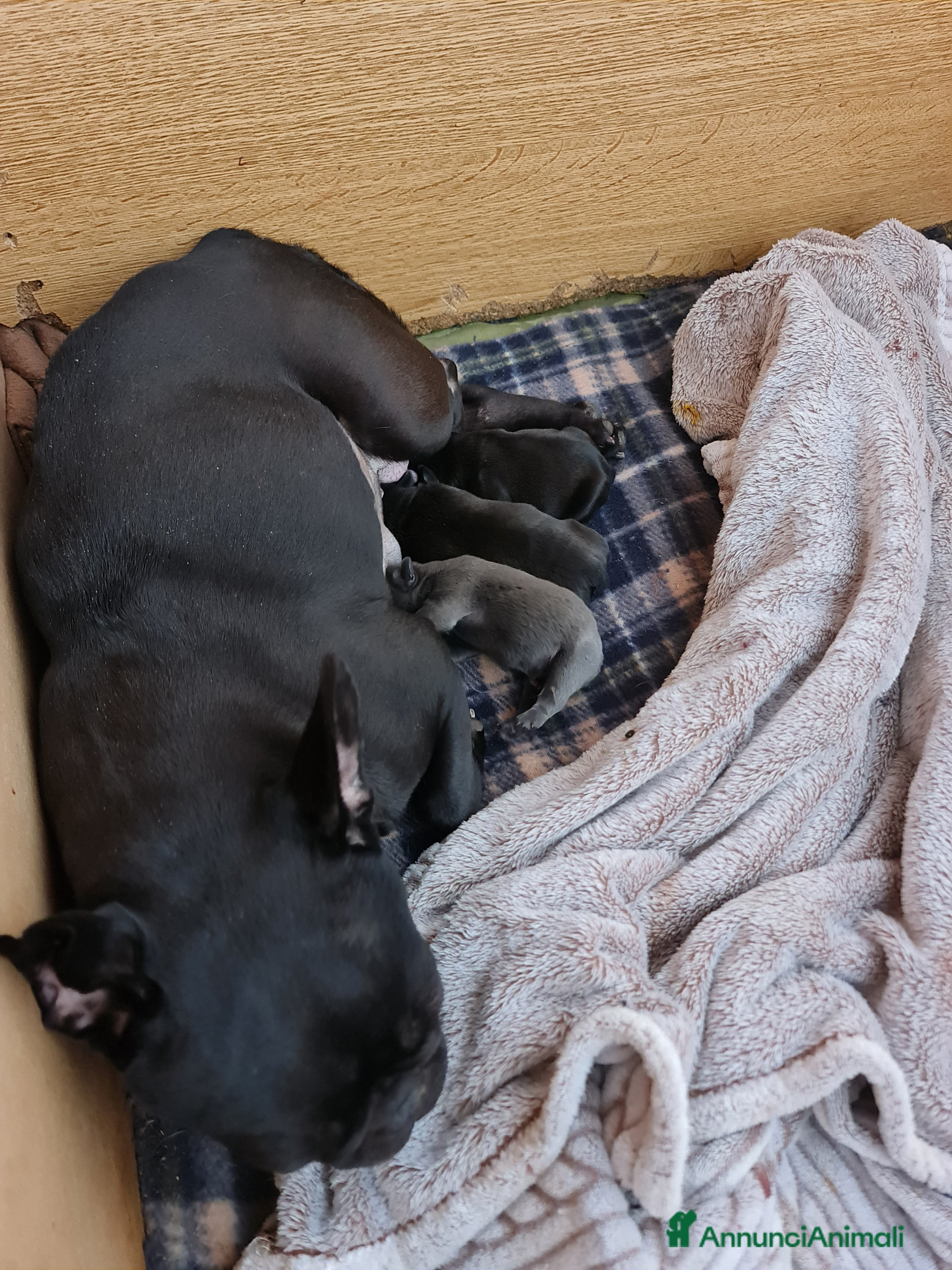 Bulldog Francese cani BULLDOG FRANCESI CUCCIOLI allevati personalmente - Annuncio 2