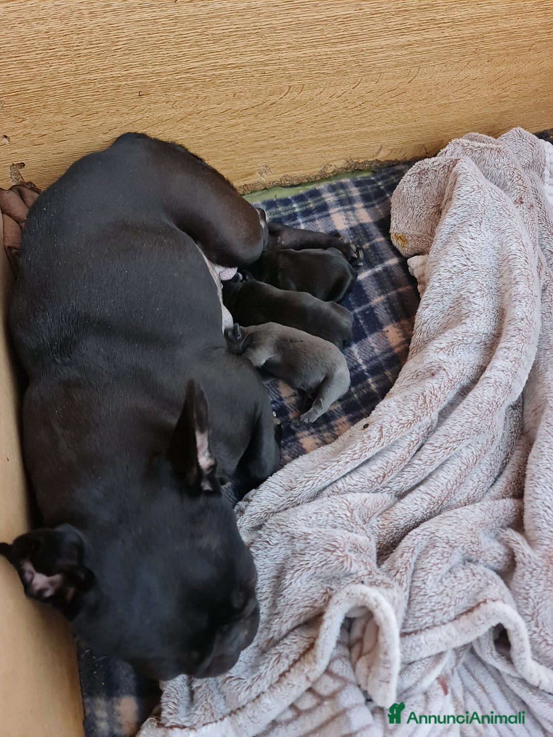 Bulldog Francese cani in vendita: BULLDOG FRANCESI CUCCIOLI allevati personalmente - Annuncio 2