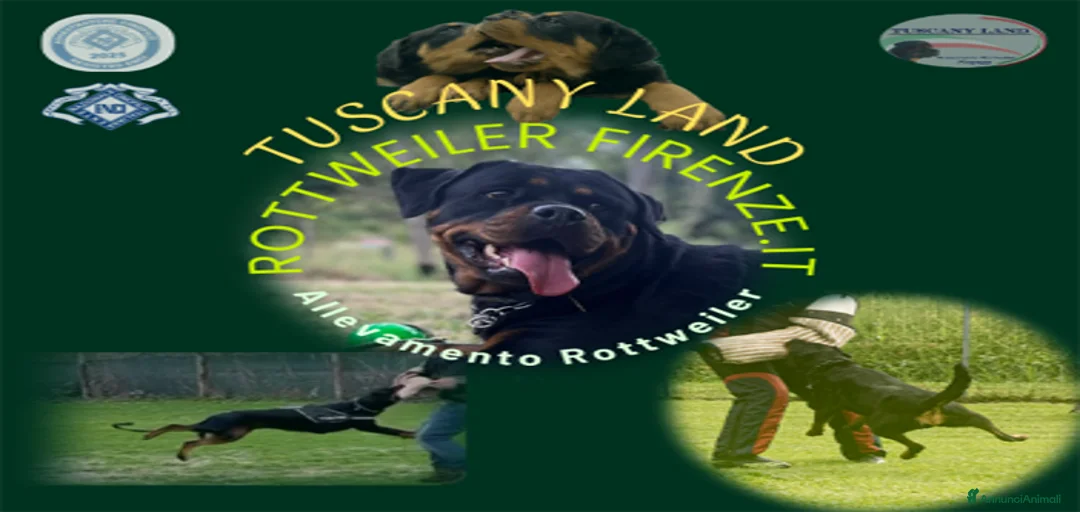 Immagine della galleria {{count}}