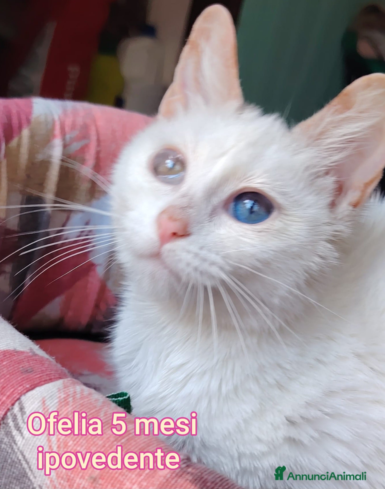 Altre razze gatti Urgenti adozioni per questi micini  - Annuncio 3