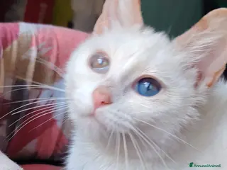 Altre razze gatti Urgenti adozioni per questi micini - Annuncio 3