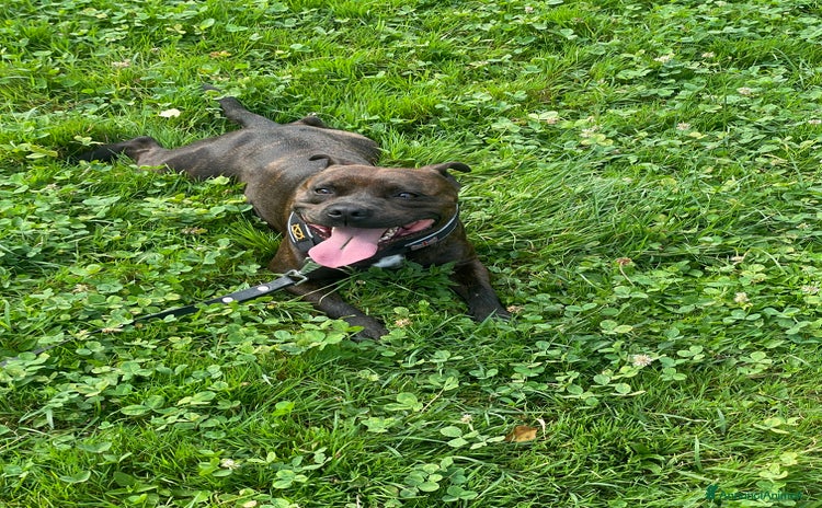 Staffordshire cani a Provincia di Lecco - Annuncio 16